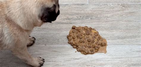 Dog Throwing Up Undigested Food: Causes, Symptoms, ...